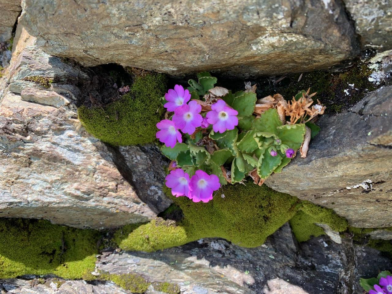 Fleur mauve montagne